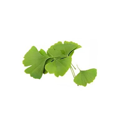 Ginkgo Biloba Herbal